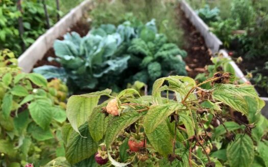 cultivar en Puente Alto