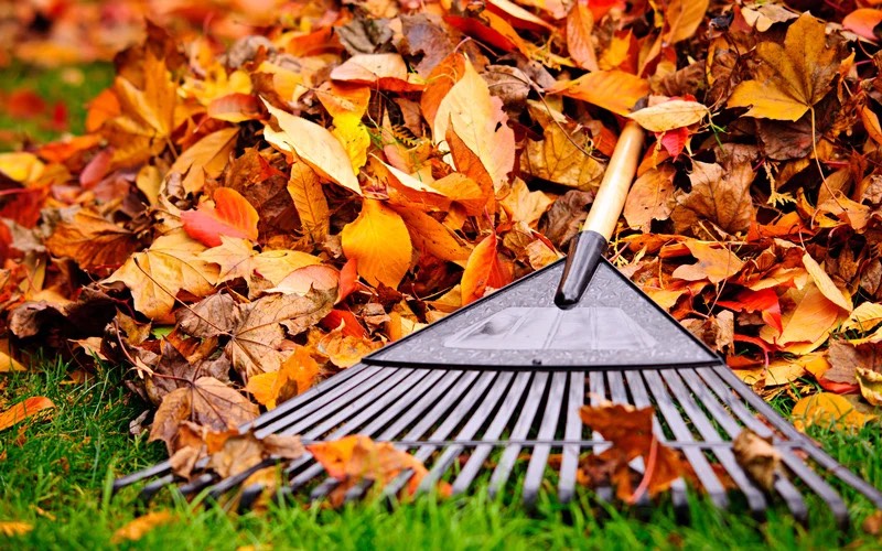 Cuidados de otoño para el jardín