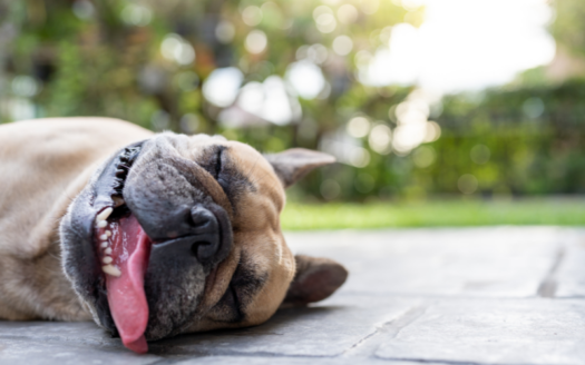 perro con calor